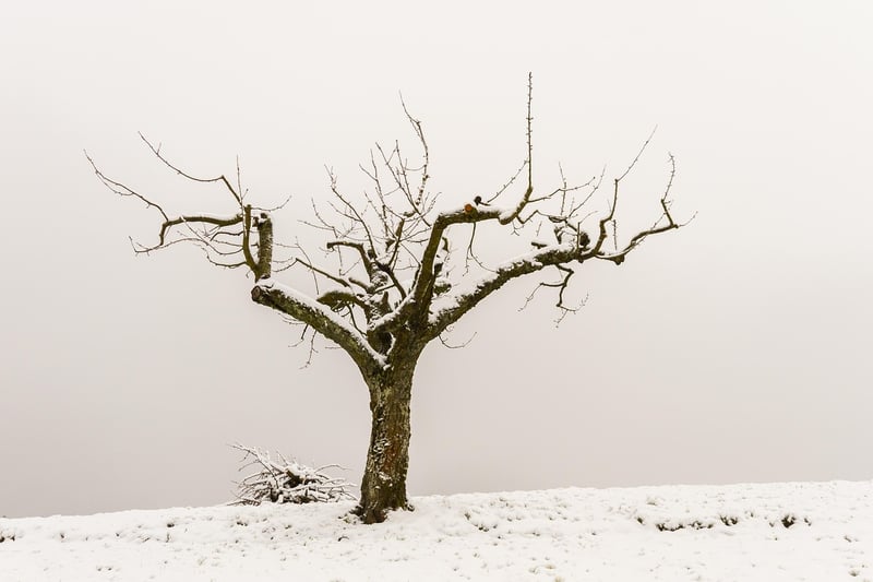 Pruning Methods