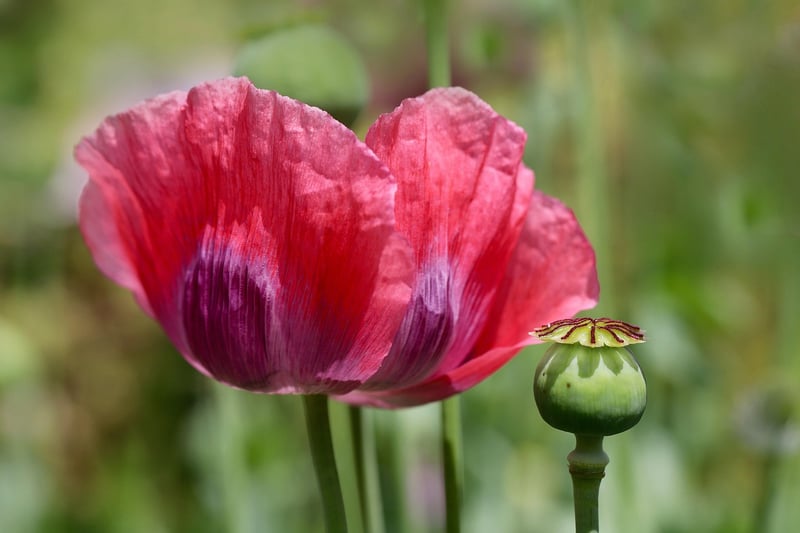 Poppies