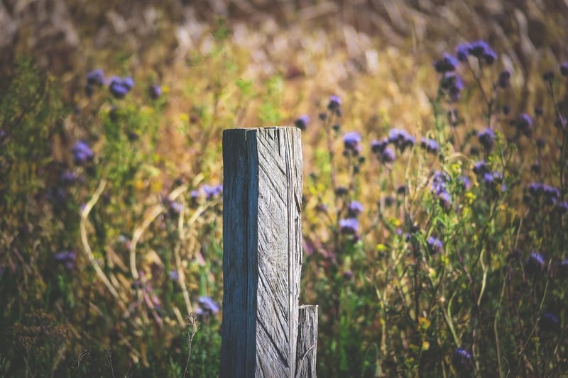 Wooden Stakes